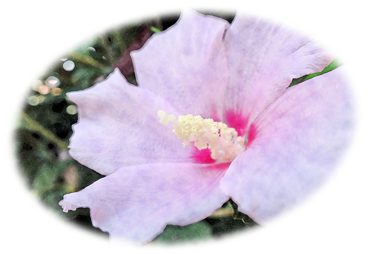 ムクゲ(無窮花)